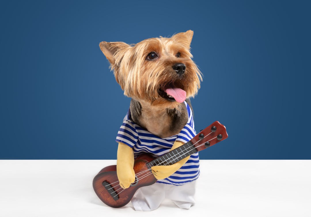 Canine Musical Tastes: The Impact of Music on Pets