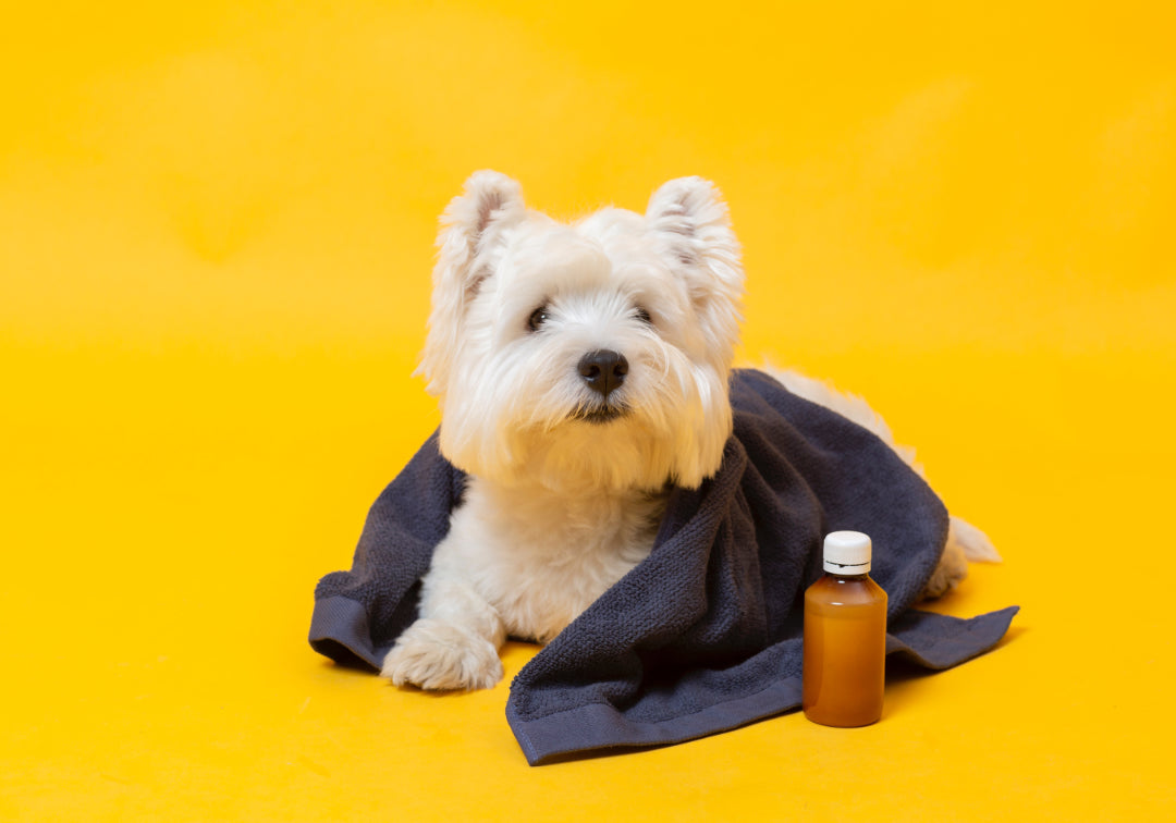 Dog Coat Care: How to Keep Your Dog's Coat Beautifu