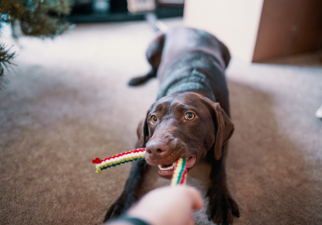 Choosing the Right Toys and Games for Your Dog's Joyful Playtime