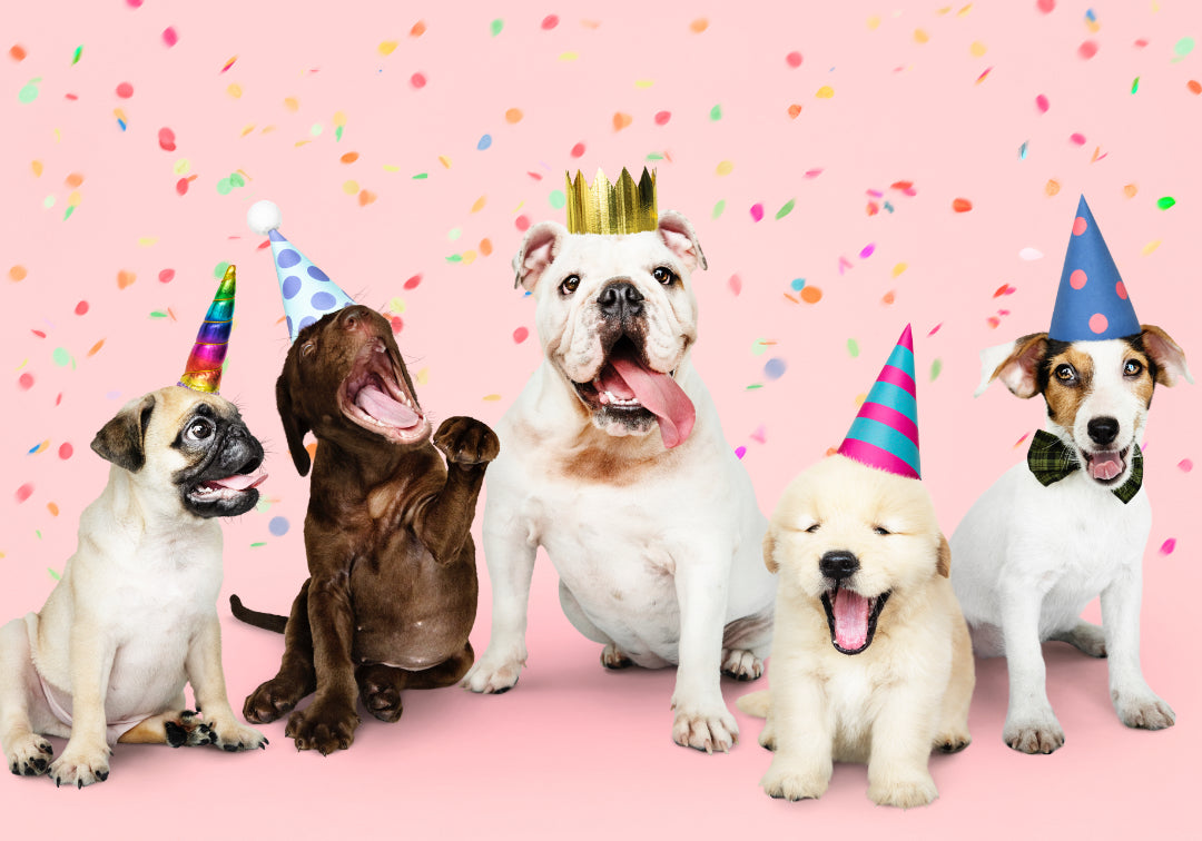 Doggy Celebrations: How to Make Special Moments Memorable for Your Pet