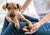 Pet Dogs in Emergencies: First Aid Knowledge and Skills