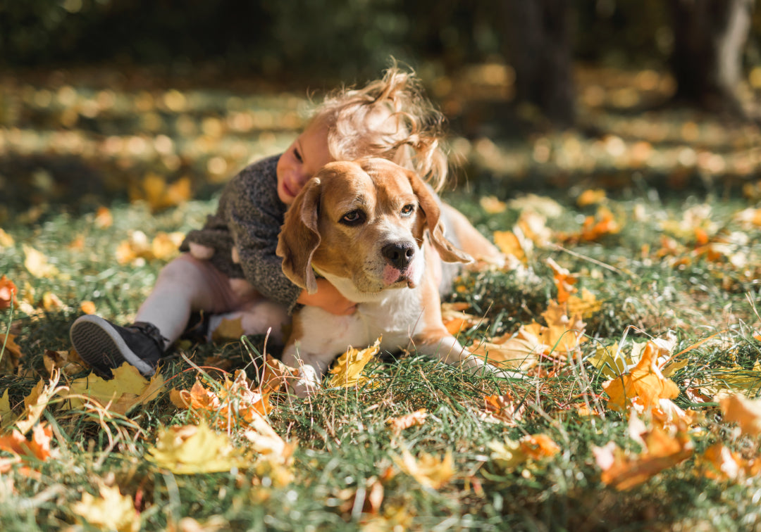 Pet Dogs and Pollen Allergies: How to Help Your Pet Through Allergy Season
