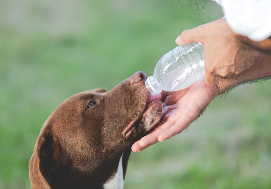 Dog's Food and Water Hygiene: How to Keep Water Sources Clean