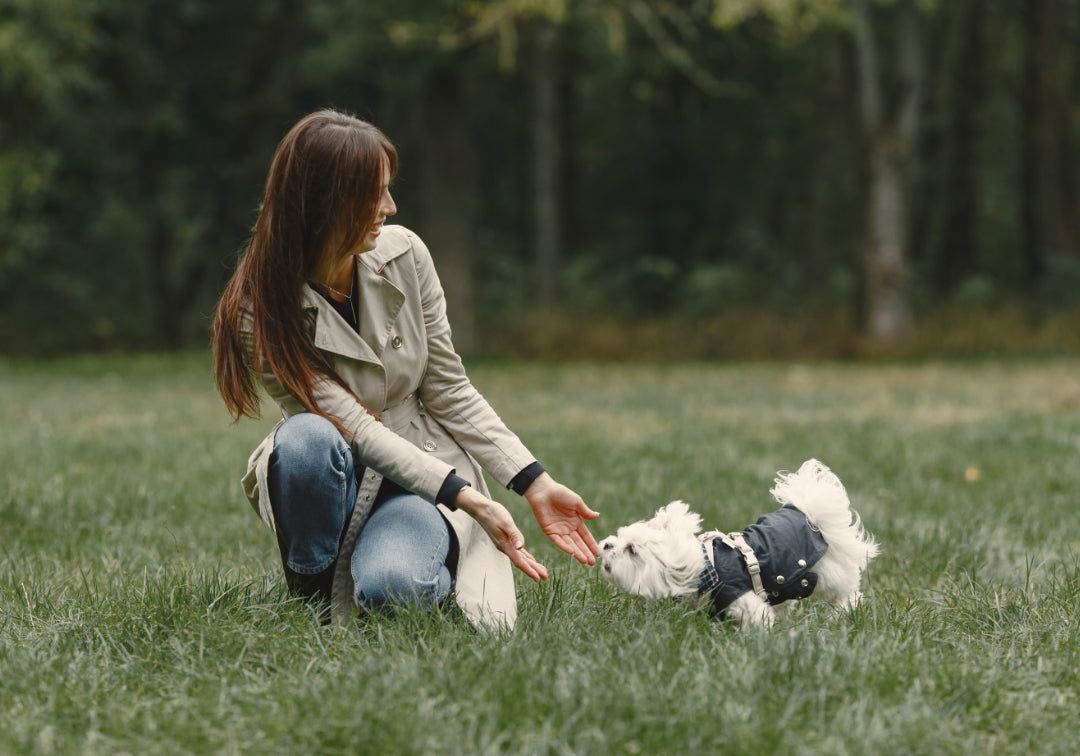 Environmental Responsibility in Dog Ownership: How to Reduce Your Pet's Carbon Pawprint