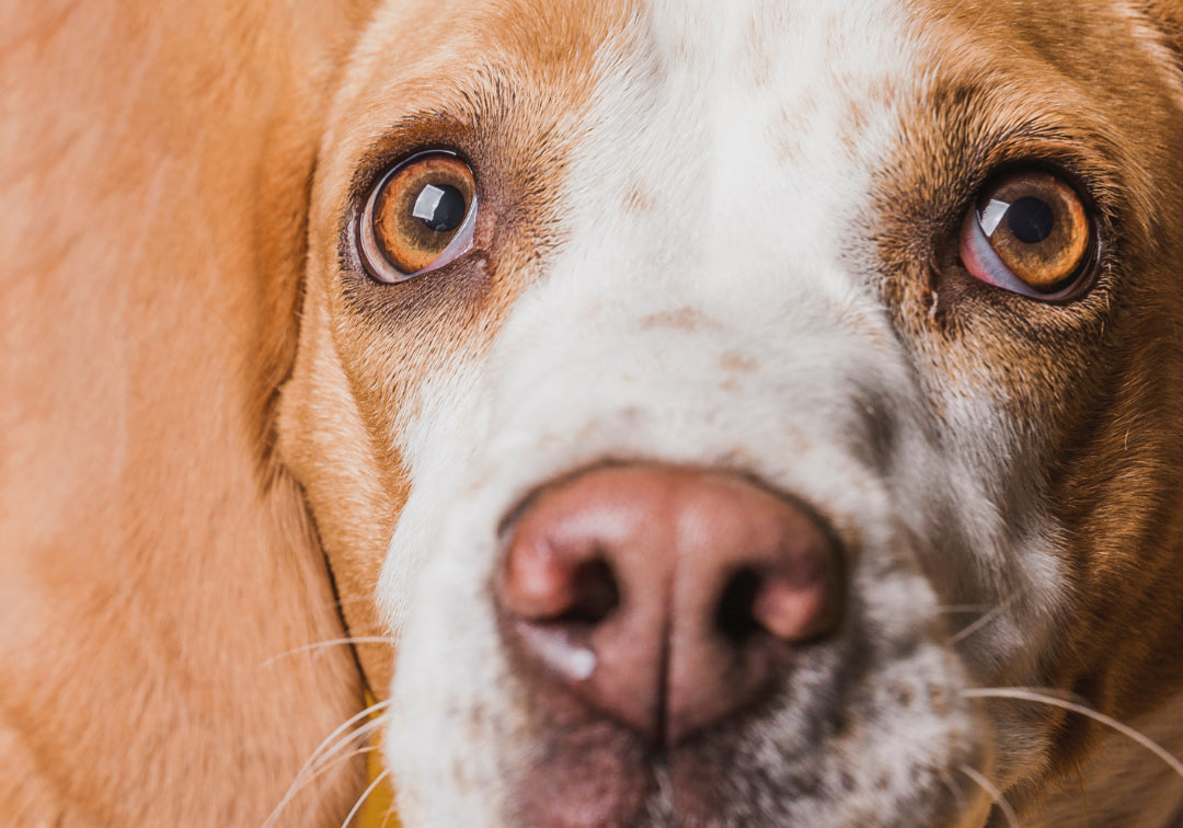 Dog's Eye Care: Preventing Eye Infections and Issues