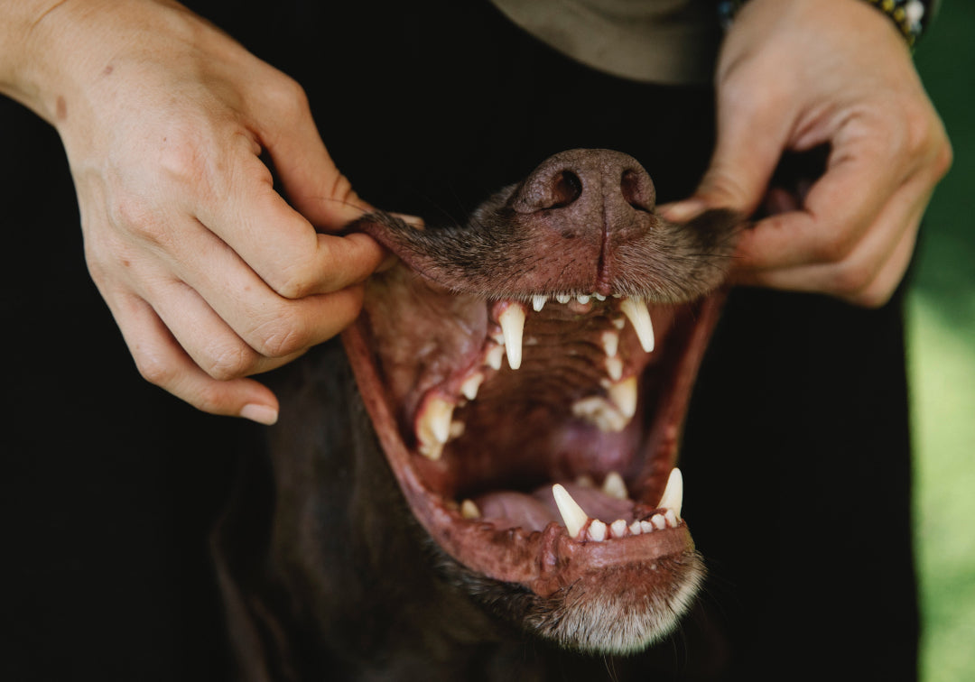 Dental Care for Dogs: Preventing Tartar and Gum Disease